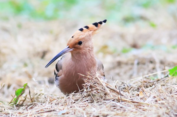 配资新起点 当年轻人爱上“追鸟”